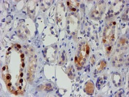 FOXI1 Antibody (clone OTI2H5)