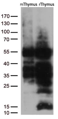 LEF1 Antibody (clone OTI10A7)