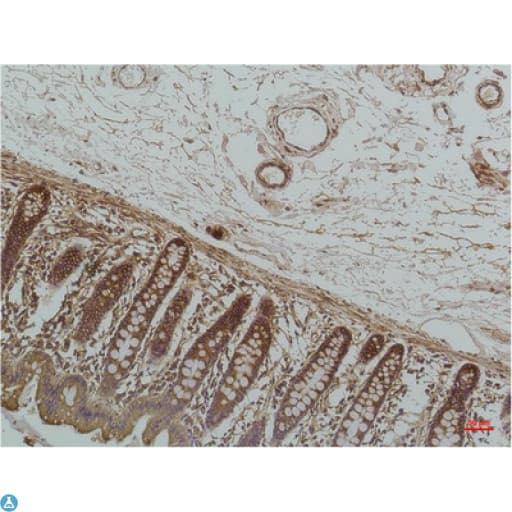 HSPA5 / GRP78 / BiP Antibody