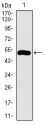 C17orf53 Antibody (aa282-527, clone 5F3H1)