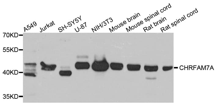 Polyclonal Rabbit anti-Human CHRFAM7A Antibody (IHC, WB)