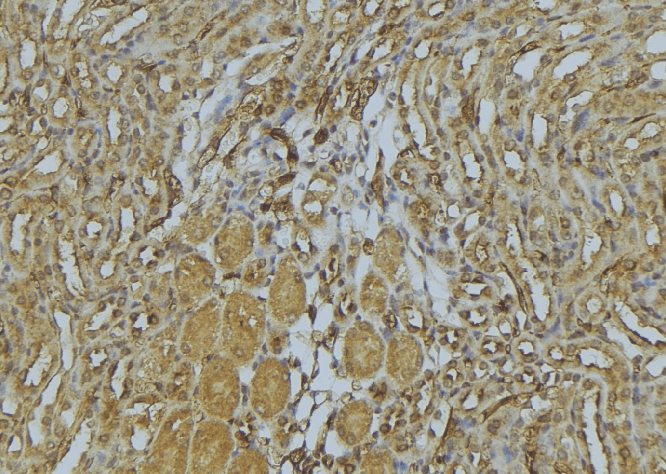 MYH4 Antibody