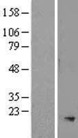 SMR3A Protein (Over-Expression Lysate Myc-DDK (Flag))