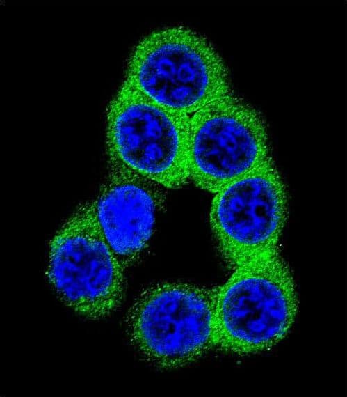 PathPlus™ Polyclonal Rabbit anti-Human EFNB2 / Ephrin B2 Antibody (aa157-186, IHC, IF, WB)
