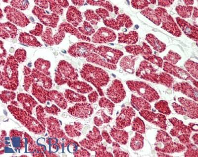 EIF4H Antibody (C-Terminus)