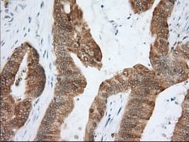 ACAT2 Antibody (clone OTI5C9, Carrier-free)