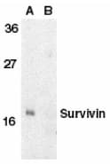 BIRC5 / Survivin Antibody