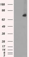 CYPOR / POR Antibody (clone OTI3H10)