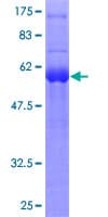 Human SPRY1 / Sprouty 1 Protein (Recombinant GST)