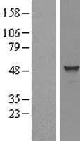 TADA3 / ADA3 Protein (Over-Expression Lysate Myc-DDK (Flag))