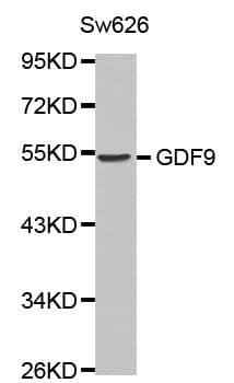 GDF9 / GDF-9 Antibody