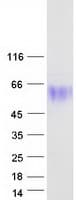 Human PVR / CD155 Protein (Recombinant Myc-DDK (Flag))
