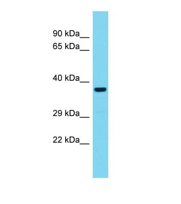 ELF1 Antibody (C-Terminus)