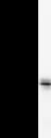 UBP1 Antibody (clone 327C1a)