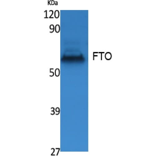 Polyclonal Rabbit anti-Human FTO Antibody (N-Terminal, WB)