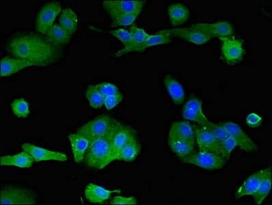 LOXHD1 Antibody