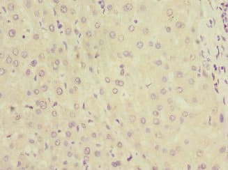 KYNU Antibody