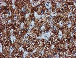 GATM / AGAT Antibody (clone OTI1E3, Carrier-free)