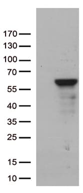 ZNF480 Antibody (clone OTI4G2, Carrier-free)
