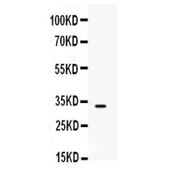 SNAI3 Antibody (aa155-178)
