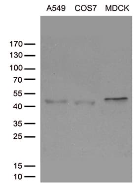 SIRPB1 / CD172b Antibody (aa30-398, clone OTI3G8, Carrier-free)