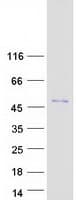 Human SNAP45 / SNAPC2 Protein (Recombinant Myc-DDK (Flag))