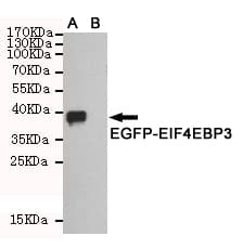 EIF4EBP3 Antibody