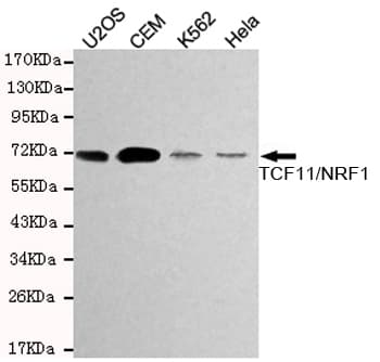 NRF1 / NRF-1 Antibody