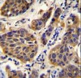 YOD1 Antibody (aa319-347)