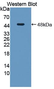 SAHH / AHCY Antibody (aa2-432)