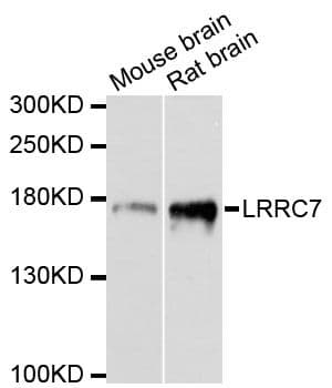Polyclonal Rabbit anti-Human LAP1 / LRRC7 Antibody (WB)