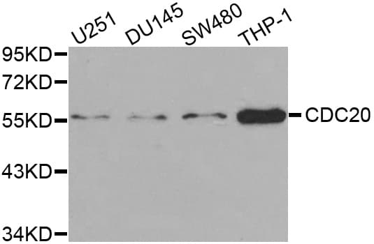 IHC-plus™ CDC20 Antibody