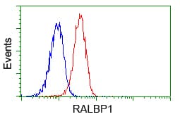 Monoclonal Mouse anti-Human RIP1 / RALBP1 Antibody (clone OTI11B2, IHC, IF, WB)