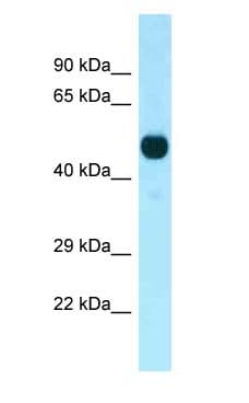Polyclonal Rabbit anti-Mouse PFTK1 / CDK14 Antibody (C-Terminus, WB)
