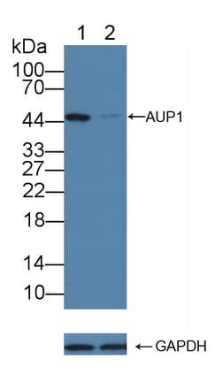 Polyclonal Rabbit anti-Human AUP1 Antibody (aa201-410, WB)