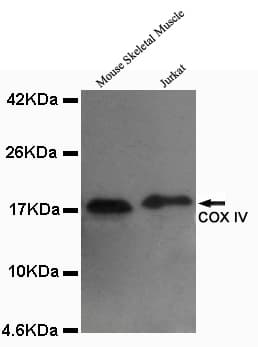 COXIV / COX4 Antibody