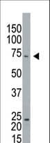 CAPRIN1 Antibody (aa615-649)