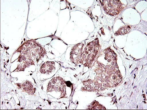 Apolipoprotein A-V Antibody (clone OTI1A1)