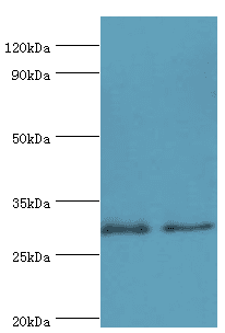 ATP5F1 Antibody (aa1-245)