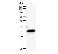 BRD3 Antibody (clone 2088C3a)