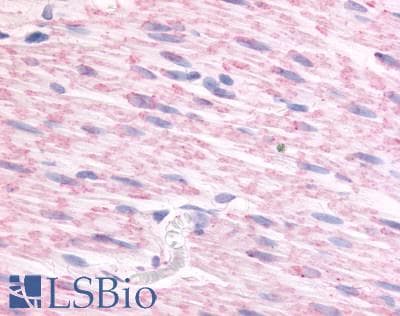 IHC-plus™ ADRA2C Antibody (N-Terminus)