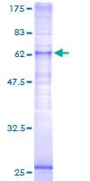 Human LPAR5 / GPR92 Protein (Recombinant GST)