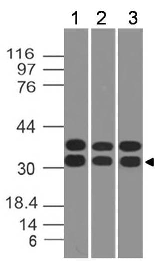CASP3 / Caspase 3 Antibody
