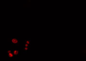 ZNF668 Antibody