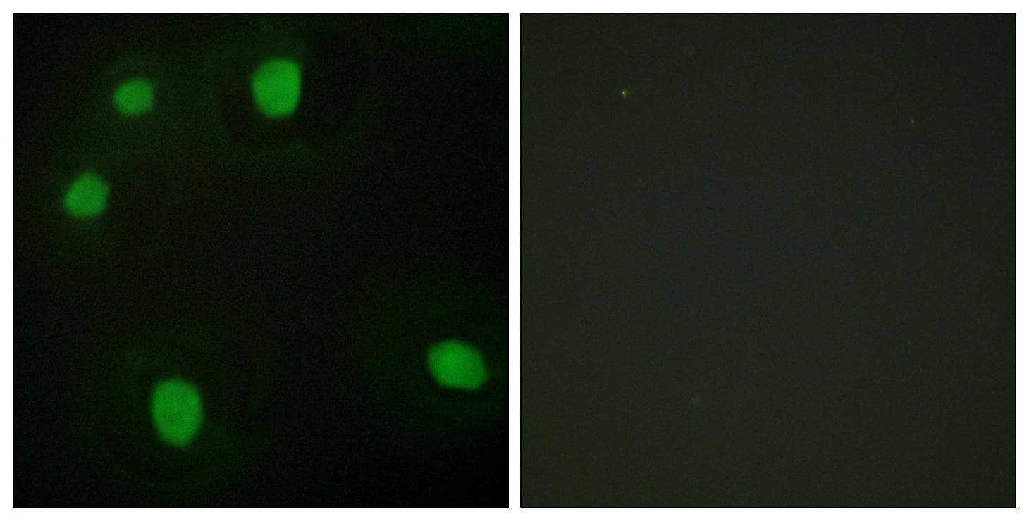 Polyclonal Rabbit anti-Human MORF4L1 / MRG15 Antibody (IF, WB)