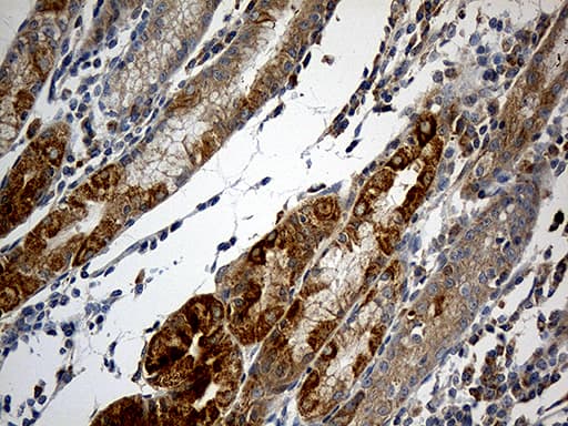 Monoclonal Mouse anti-Human NDUFA2 Antibody (clone OTI5A5, Carrier-free, aa2-99, IHC, WB)