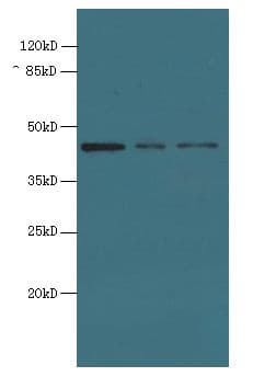 MRPS31 Antibody