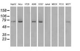 KIND2 / FERMT2 Antibody (clone 25A4, Carrier-free)