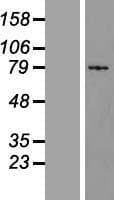 Human S100G / CABP9K Protein (Over-Expression Lysate Myc-DDK (Flag))