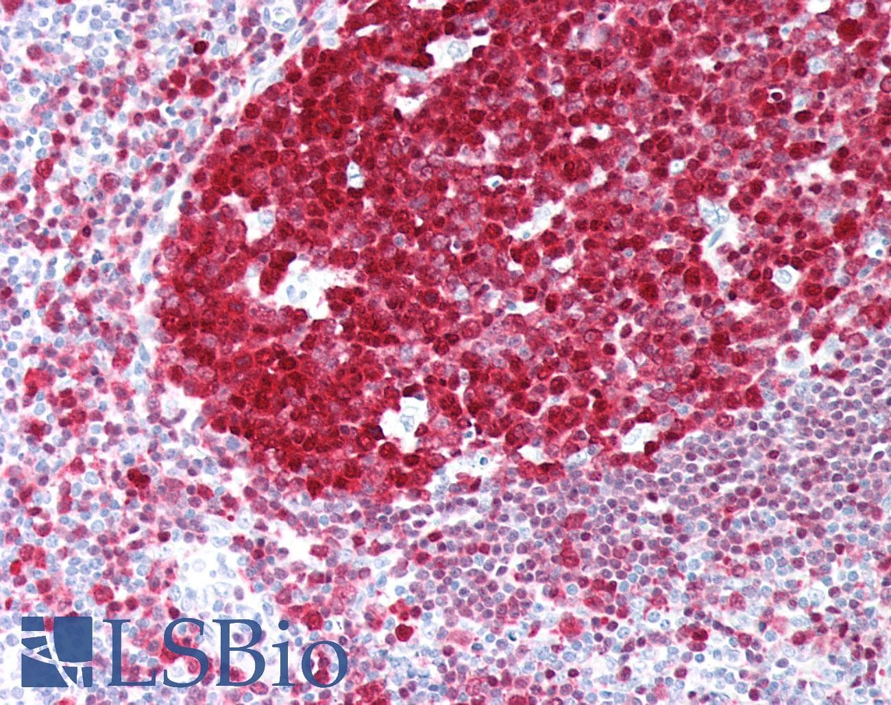 PathPlus™ POU2AF1 / BOB1 Antibody